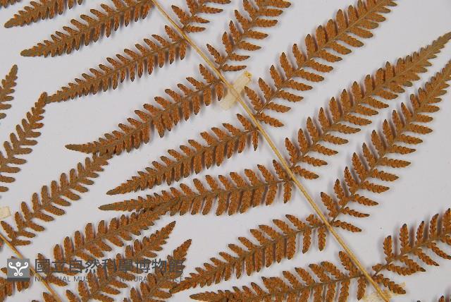 細葉姬蕨藏品圖，第7張