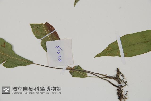 單葉雙蓋蕨藏品圖，第4張