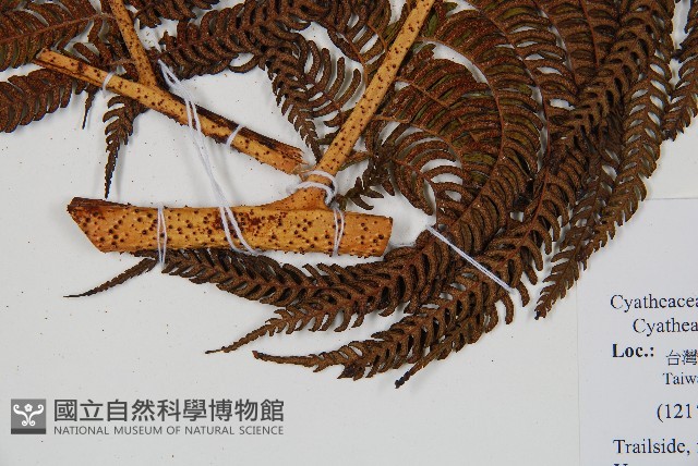 筆筒樹藏品圖，第3張