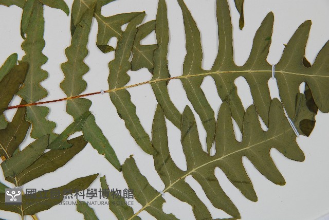 栗蕨藏品圖，第4張