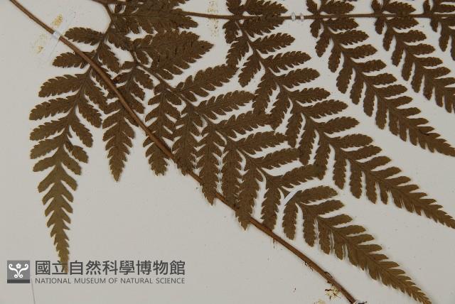 金毛蕨藏品圖，第4張