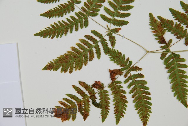 歐洲羽節蕨藏品圖，第4張