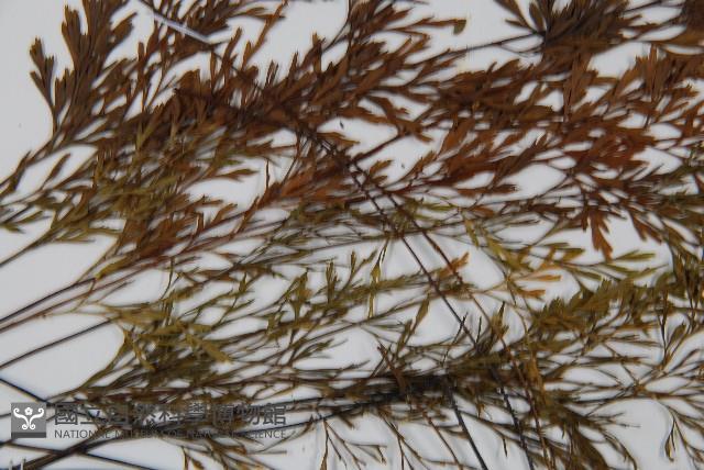 威氏鐵角蕨藏品圖，第4張