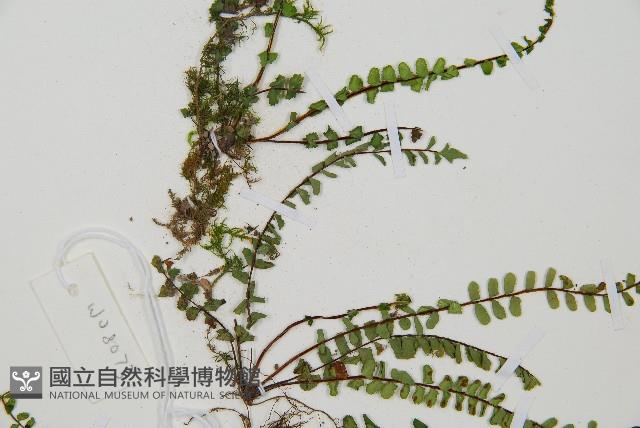 三翅鐵角蕨藏品圖，第4張