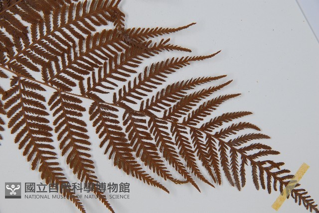 金狗毛蕨藏品圖，第3張