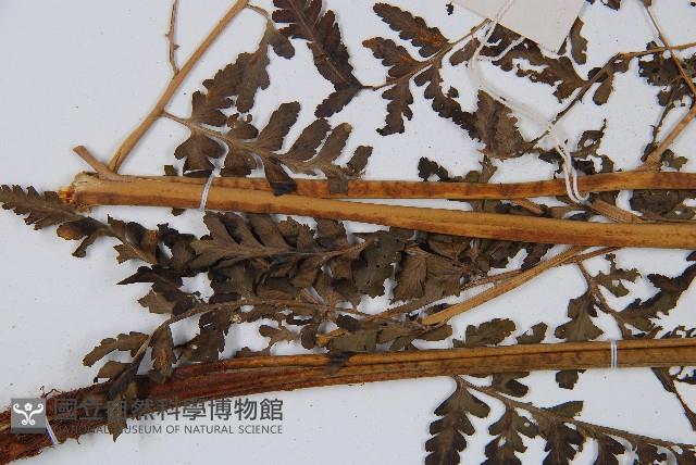 脆葉軸果蕨藏品圖，第4張