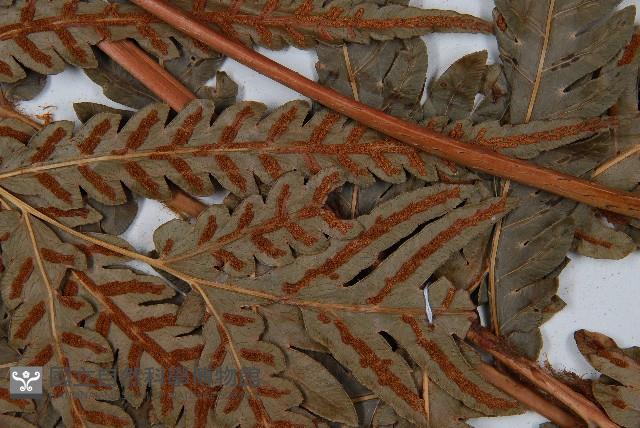 日本狗脊蕨藏品圖，第5張