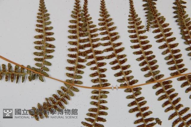 對生蹄蓋蕨藏品圖，第4張