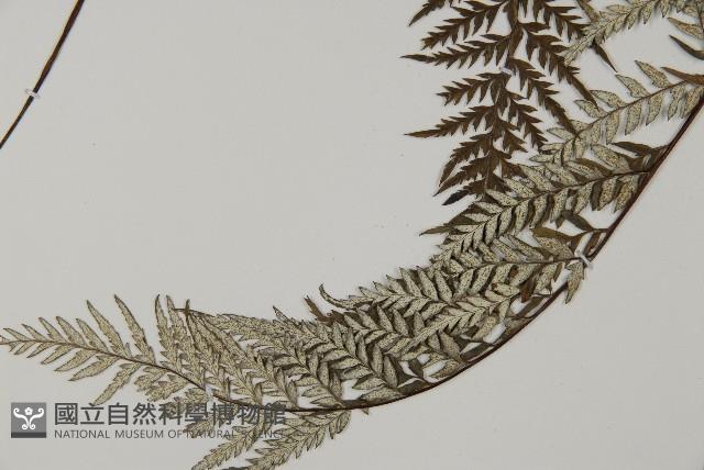 粉葉蕨藏品圖，第4張