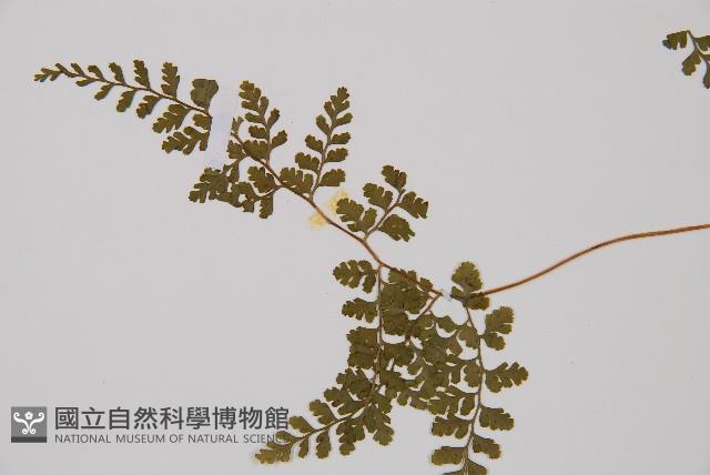 寬葉冷蕨藏品圖，第4張