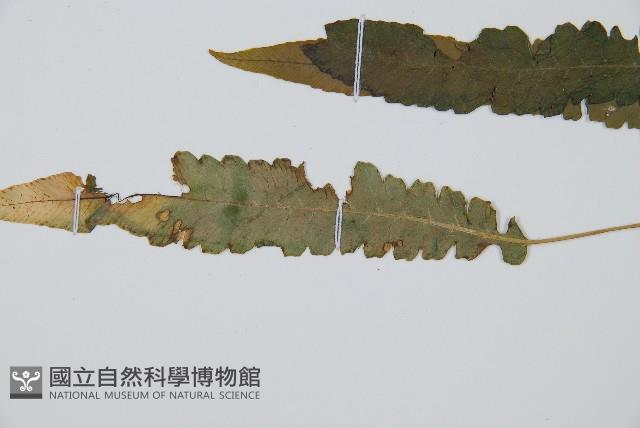 裂葉雙蓋蕨藏品圖，第4張