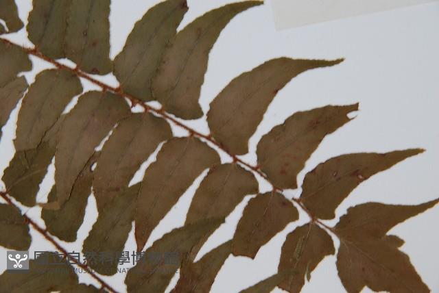 貫眾蕨藏品圖，第4張