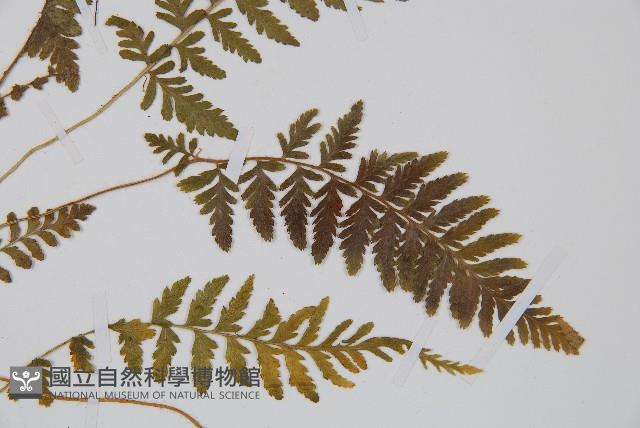 細毛碗蕨藏品圖，第2張