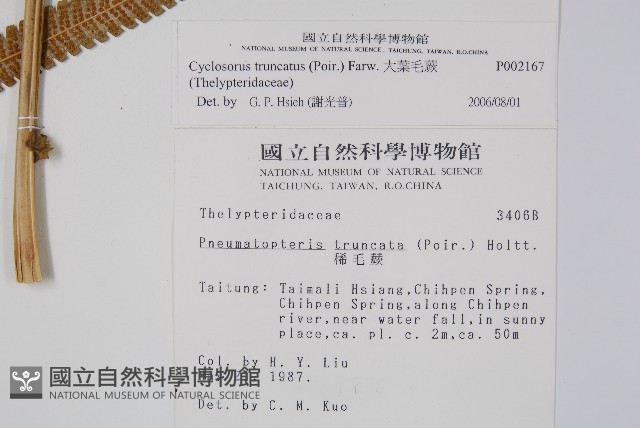 大葉毛蕨藏品圖，第4張