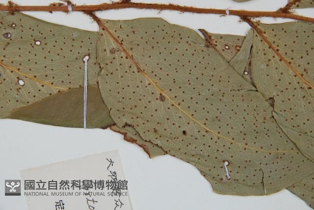 尖葉貫眾蕨藏品圖，第1張