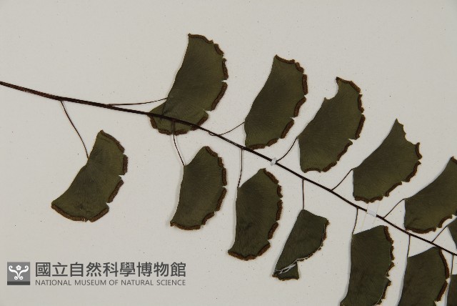 半月形鐵線蕨藏品圖，第4張