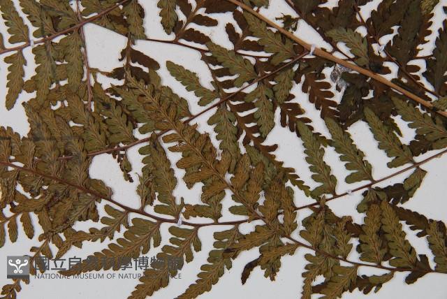 山蹄蓋蕨藏品圖，第4張