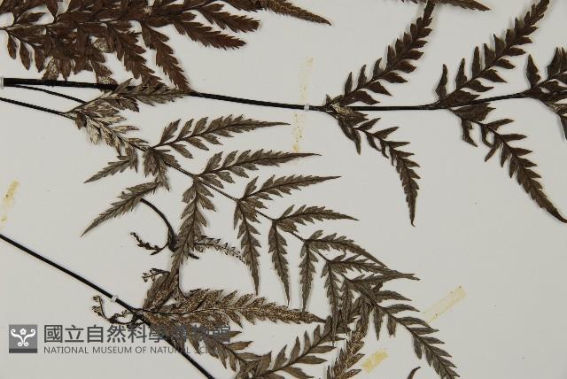 粉葉蕨藏品圖，第4張