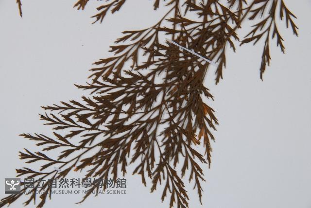 威氏鐵角蕨藏品圖，第4張