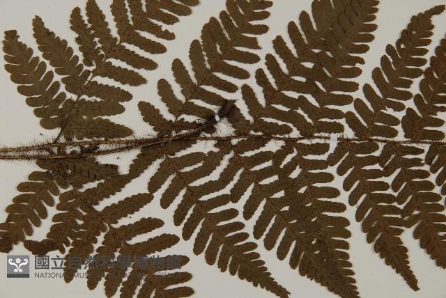 愛德氏肋毛蕨藏品圖，第4張