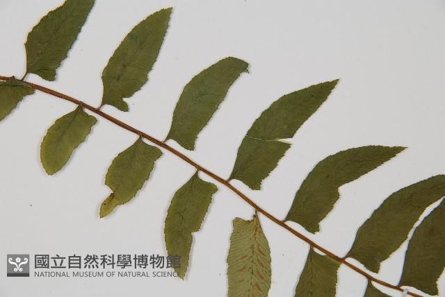 鋸齒雙蓋蕨、線葉雙蓋蕨、刺鱗雙蓋蕨藏品圖，第4張
