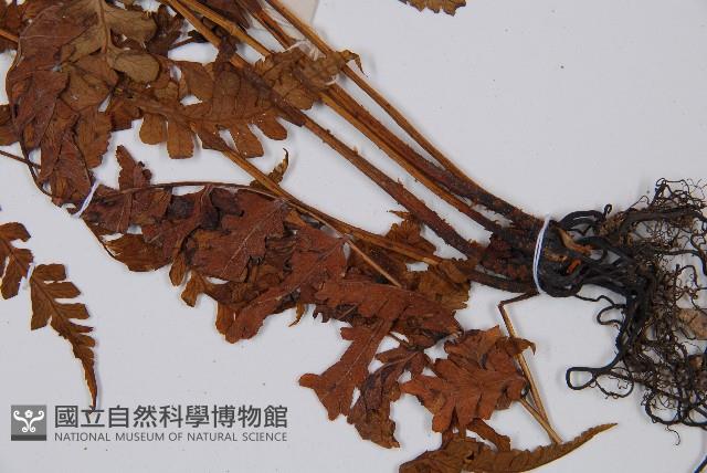 草綠短腸蕨藏品圖，第4張