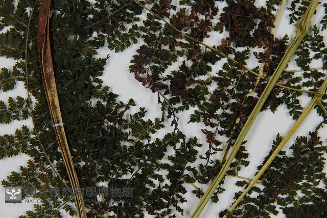 稀子蕨藏品圖，第4張
