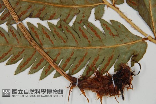 日本狗脊蕨藏品圖，第4張