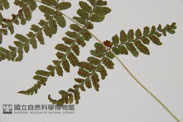 阿里山蹄蓋蕨藏品圖，第4張