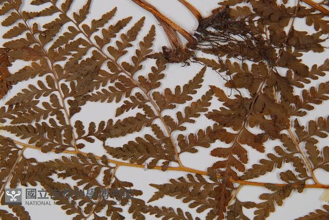 刺柄碗蕨藏品圖，第4張