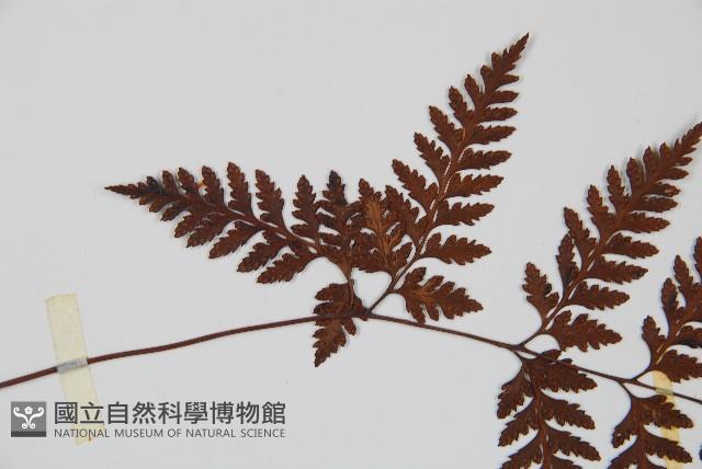 大葉骨碎補、台灣骨碎補、骨碎補藏品圖，第4張