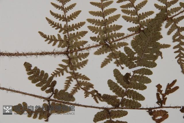 愛德氏肋毛蕨藏品圖，第4張