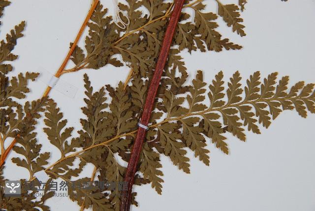 光葉碗蕨藏品圖，第4張