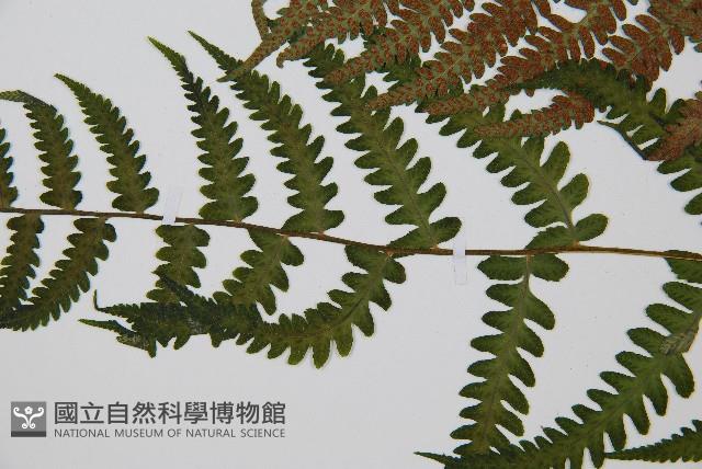 東洋蹄蓋蕨藏品圖，第4張