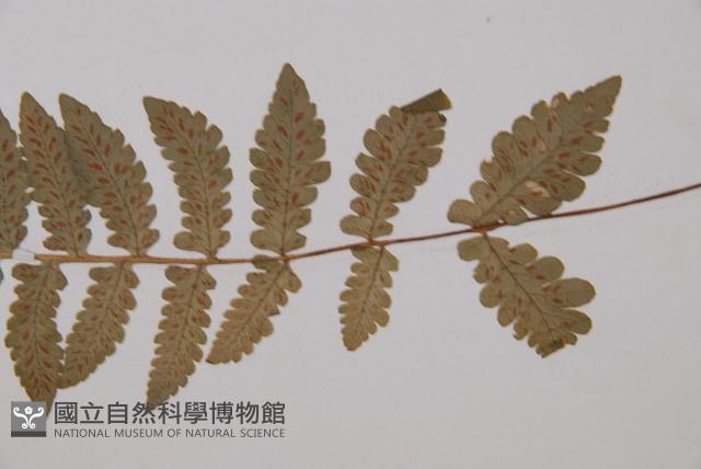 東洋蹄蓋蕨藏品圖，第4張