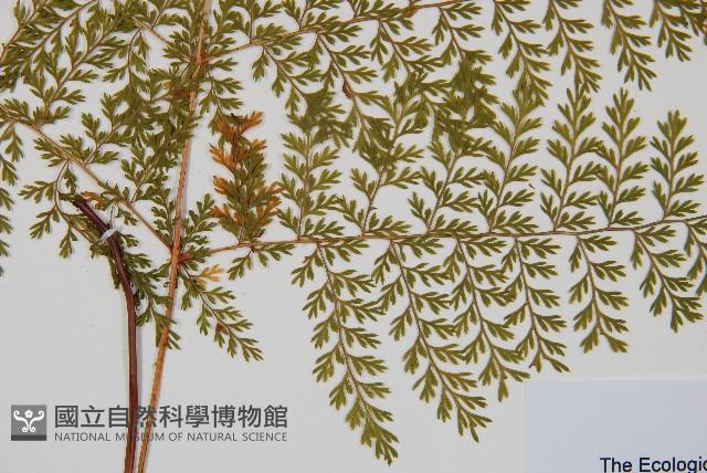 台灣小膜蓋蕨藏品圖，第3張