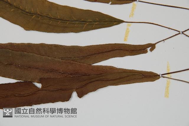 單葉雙蓋蕨藏品圖，第4張