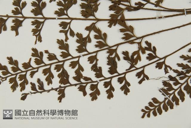 縮羽鐵角蕨藏品圖，第4張