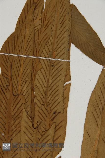 劍葉鐵角蕨、箭葉鐵角蕨藏品圖，第4張