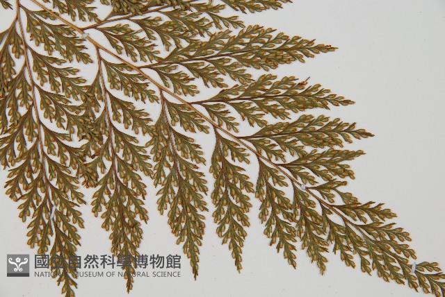 海州骨碎補藏品圖，第4張