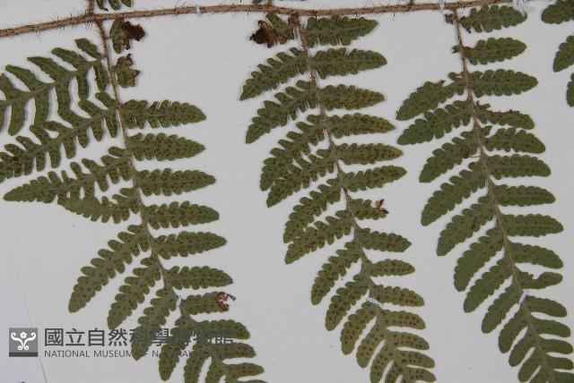 愛德氏肋毛蕨藏品圖，第4張