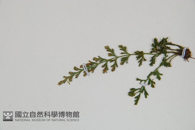 小葉鐵角蕨藏品圖，第4張
