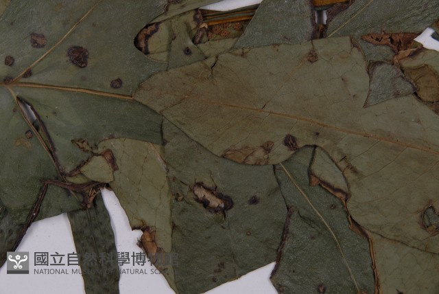 翅柄三叉蕨藏品圖，第7張