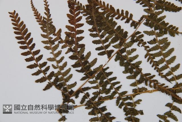 對生蹄蓋蕨藏品圖，第4張