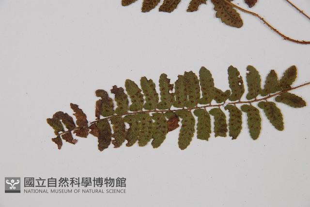 紅苞蹄蓋蕨藏品圖，第4張