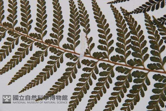 熱帶鱗蓋蕨藏品圖，第4張