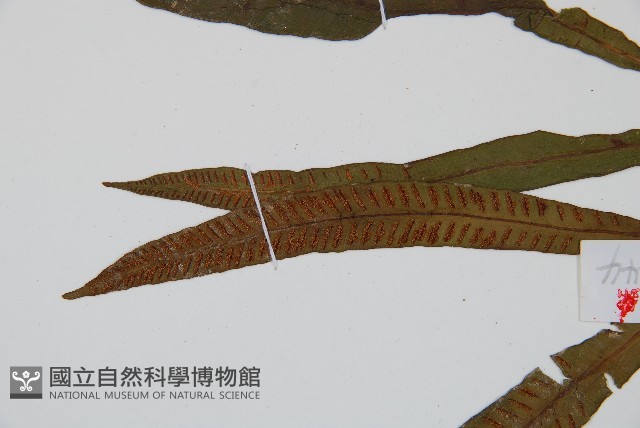 單葉雙蓋蕨藏品圖，第4張