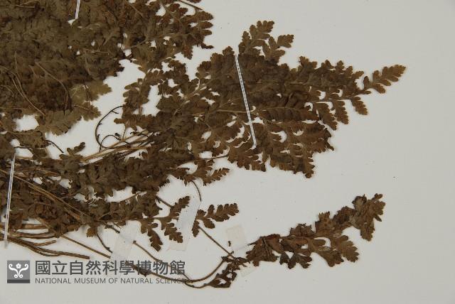 腫足蕨藏品圖，第4張