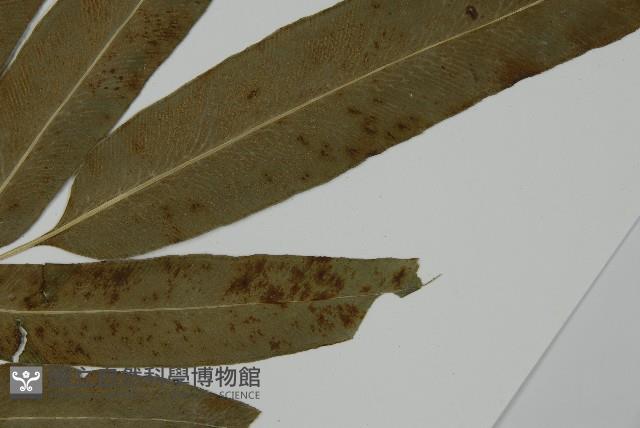 日本鳳丫蕨藏品圖，第4張