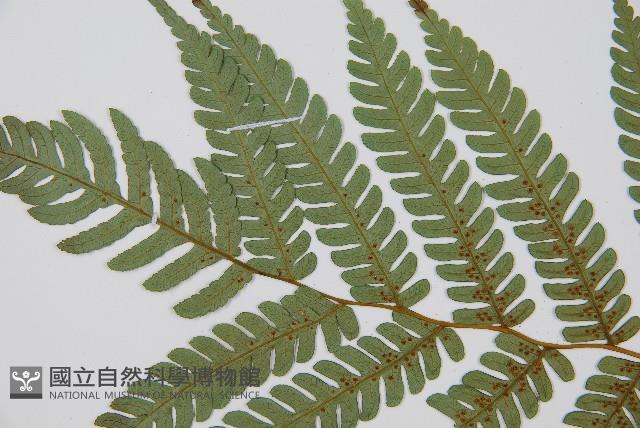 蘭嶼筆筒樹、蘭嶼桫欏藏品圖，第4張